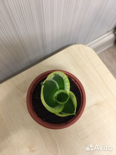 Сансевиерия ханни крео