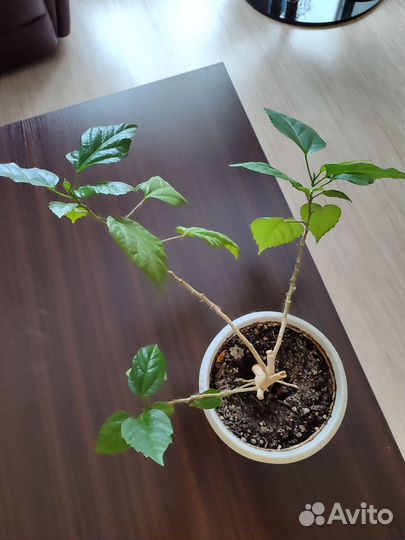 Роза комнатная в горшке