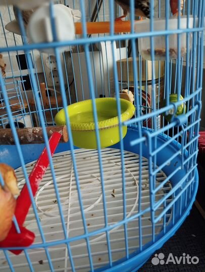 Птицы амадины