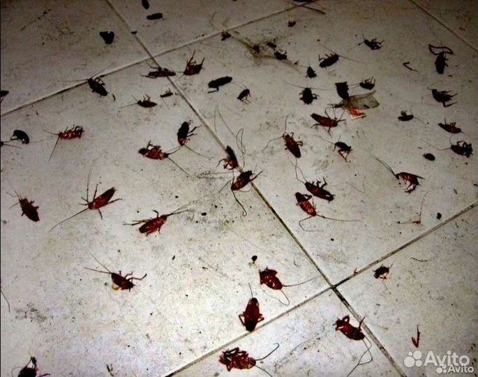 Уничтожение клопов тараканов мышей блох клещей