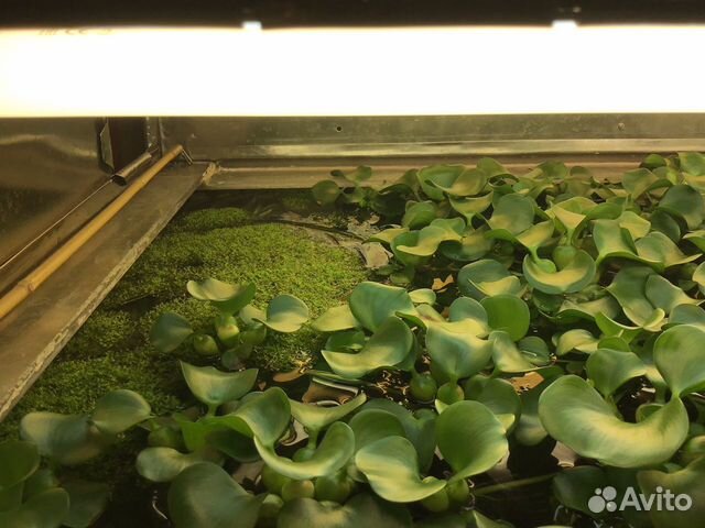 Эйхорния, водный гиацинт купить в Москве | Животные и зоотовары | Авито