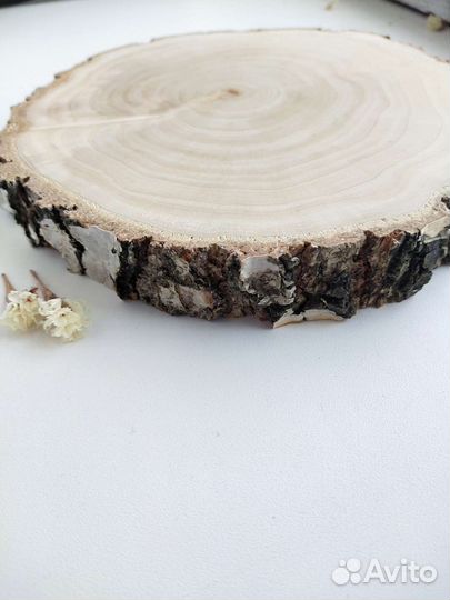 Спилы березы