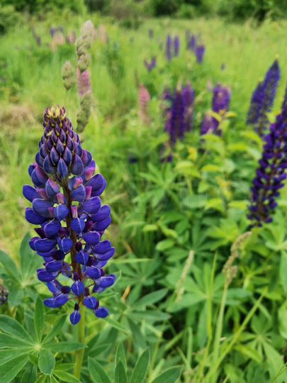 Участок 16 сот. (ИЖС)