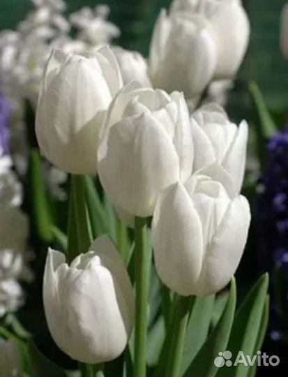 Луковицы тюльпанов сортовые