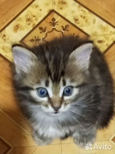 Трёхцветный котёнок девочка