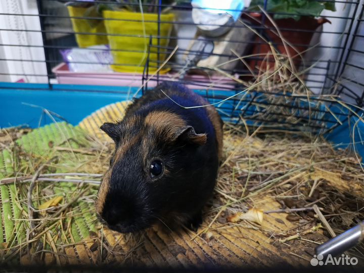 Морская свинка с клеткой