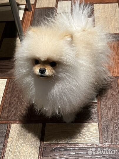 Мальчик шпиц (мини) вязка