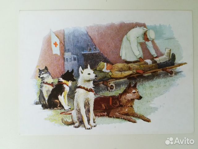 Открытка Санитарные ездовые собаки 1972 год