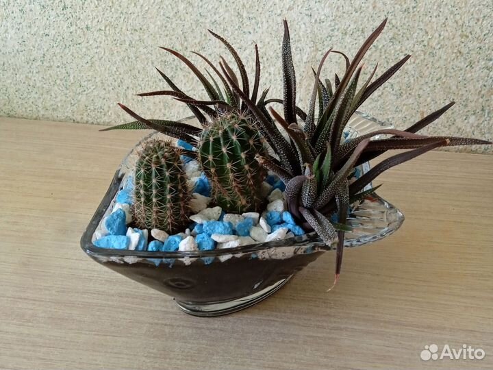 Композиция из кактусов и суккулентов