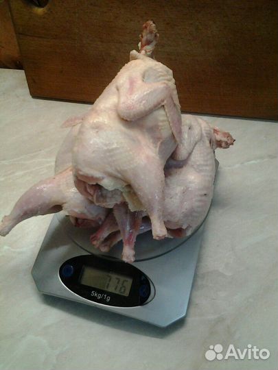 Тушки перепела