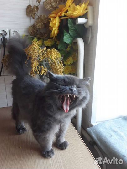 Передержка для кошек