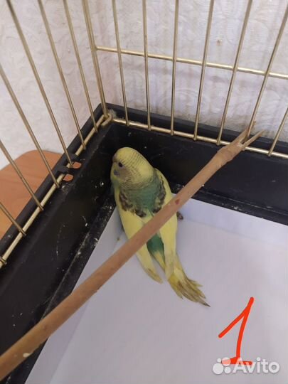 Птенцы волнистый попугай