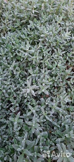 Ясколка, мята, мелисса