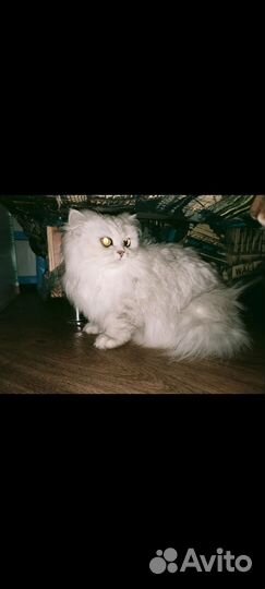 Кошка Британка