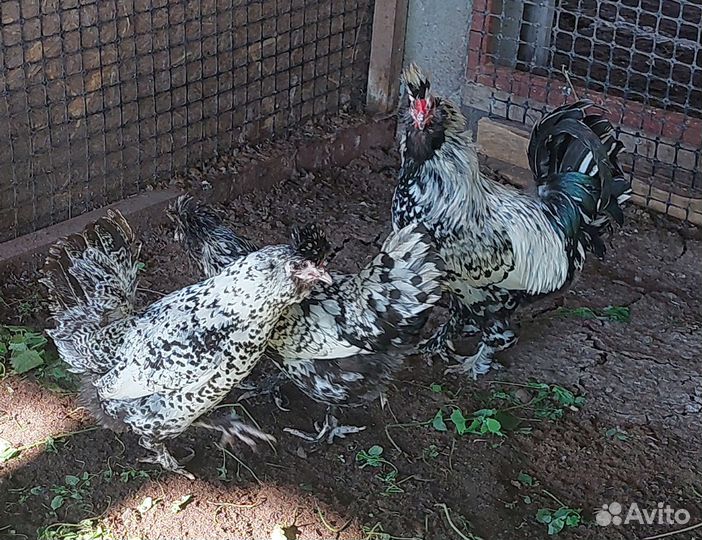 Семья кур Плимутрок, Амрокс, Павловская