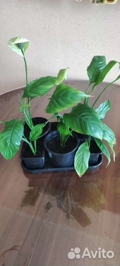 Спатифилум