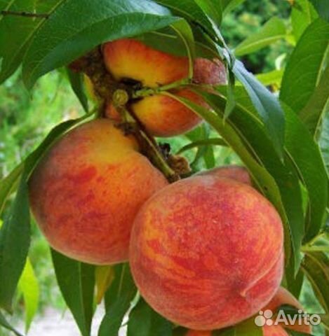 Персик август