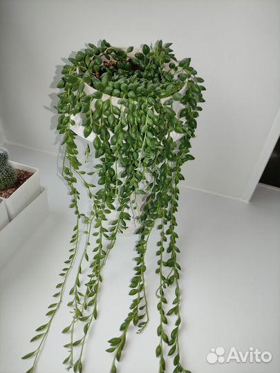 Крестовник Роули