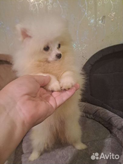 Померанский шпиц мини