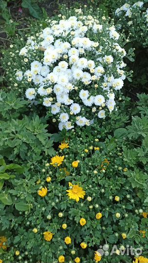 Хризантемы мультифлора