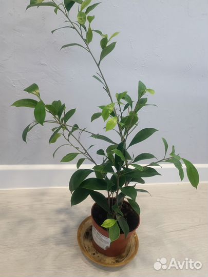 Комнатные цветы