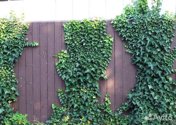 Многолетнее садовое растение Хедера Хеликс