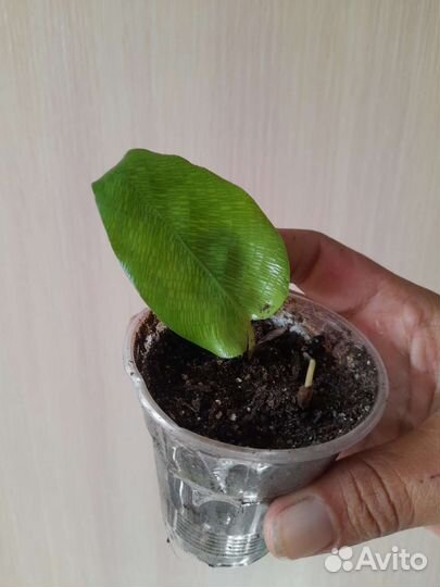 Комнатные растения