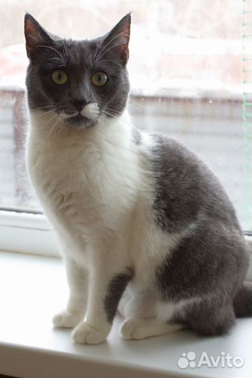 Любознательная Ната ищет дом)