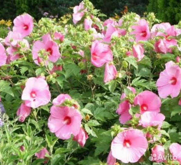 Гибискус травянистый