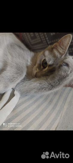 Кошка девочка В добрые руки