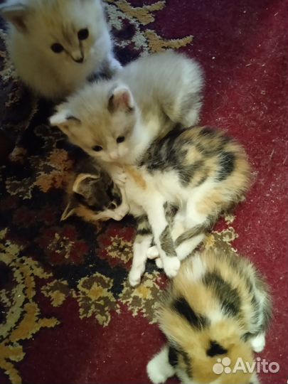 Кошки