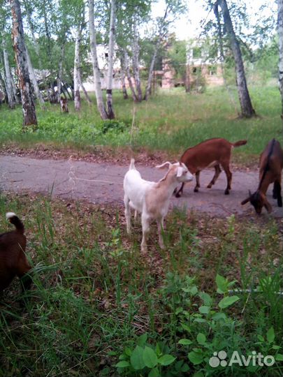 Продажа молодых козликов