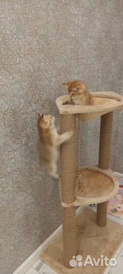 Котята британские,золотистая шиншила