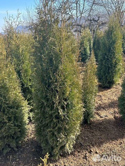 Туя Колумна