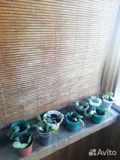 Комнатные цветы Декабрист