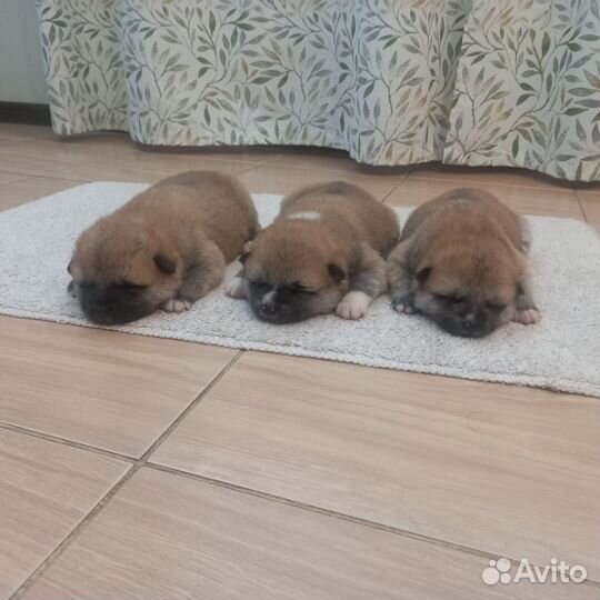 Щенки акита ину