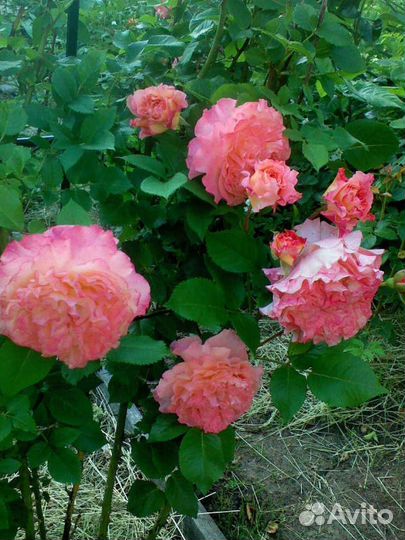 Роза флорибунда