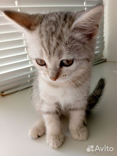 Кошка