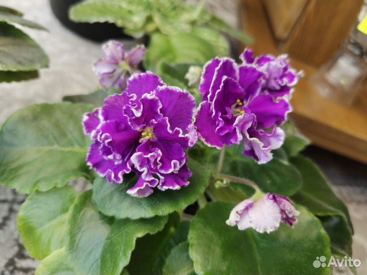 Фиалки продам