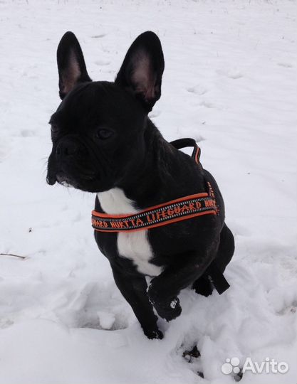 Кобель для вязки