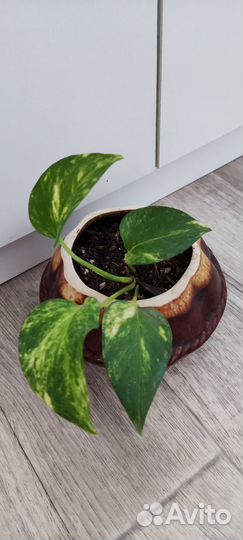 Цветы разные