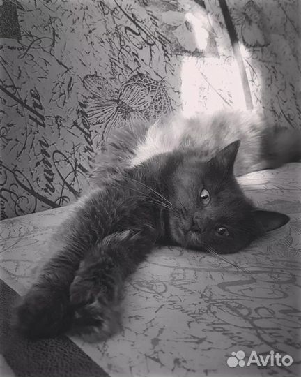Кошка Анфиса