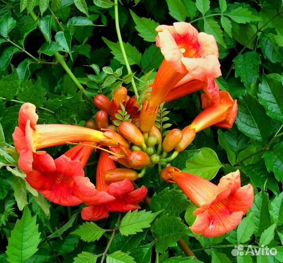 Кампсис лиана