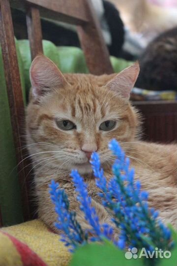 Кошка Пшеничка