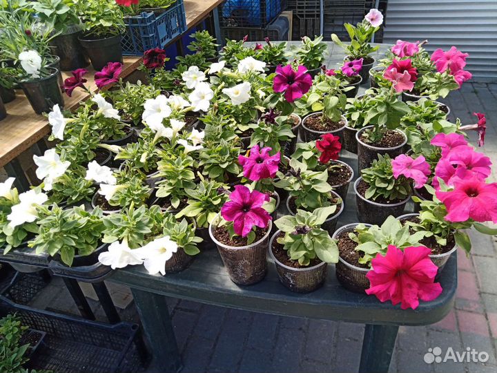 Гвоздика, колеус, гацания, бегония, георгины