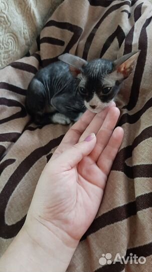 Продам кошечку донской сфинкс