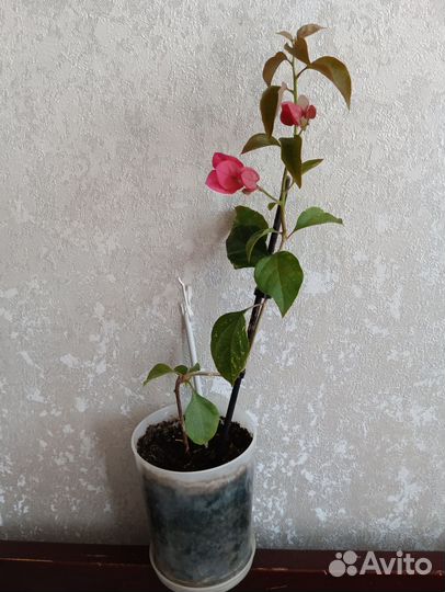 Бугенвиллия