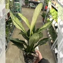 Спатифиллум Сенсейшн вариегатный