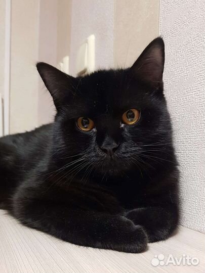 Британский черный кот 10мес Сёма привит домашний