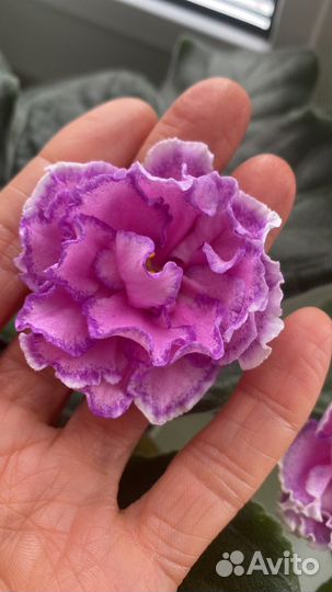 Сортовые фиалки